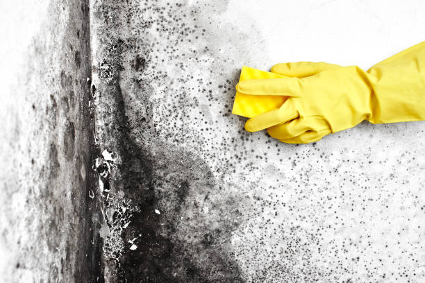 Best Airborne Mold Testing  in Upper Ack, NY