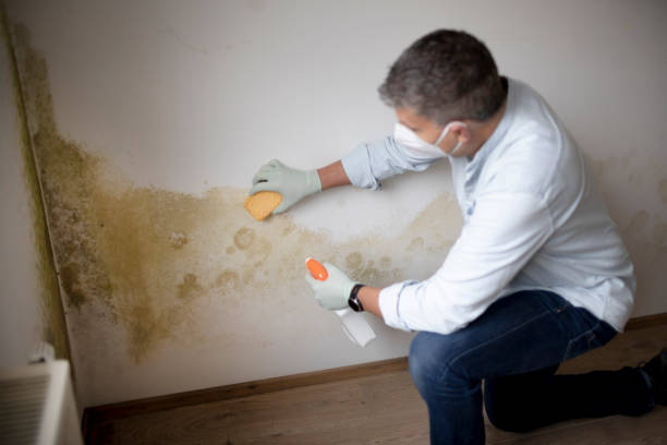Best Black Mold Removal  in Upper Ack, NY