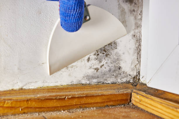Best Residential Mold Inspection & Testing  in Upper Ack, NY